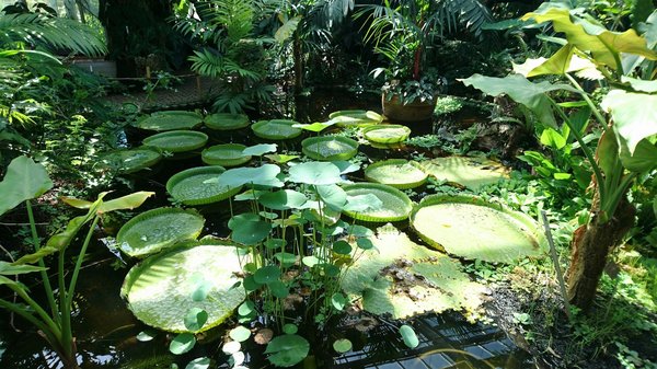 Quels sont les secrets pour devenir un expert en horticulture pour jardins botaniques ?