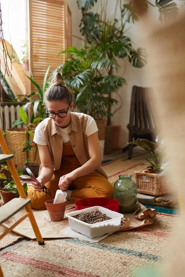Comment réussir la culture de plantes grimpantes en intérieur ?