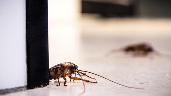 Pourquoi les cafards envahissent-ils nos maisons et comment les empêcher ?